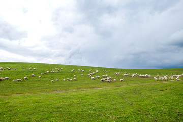 伊犁草原上的羊群