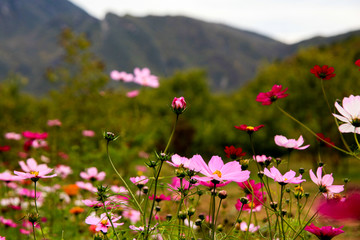 格桑花