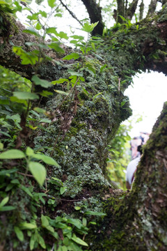 长满青苔的大树