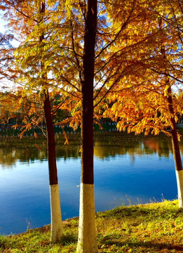 湖畔彩色杉树
