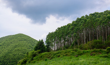 桉树林