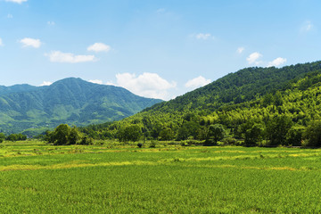 绿色的水稻田