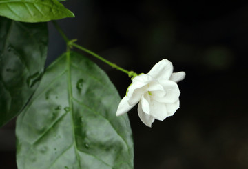 茉莉花