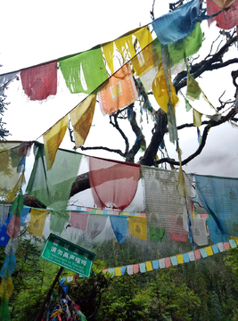 雨崩原始森林