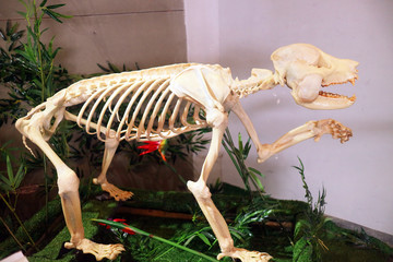 熊猫骨骼