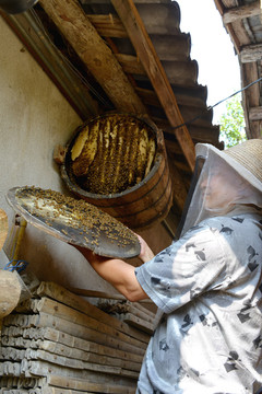 农村蜜蜂养殖