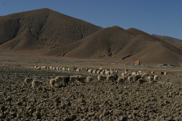 高原上的羊群
