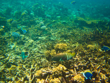珊瑚与热带鱼