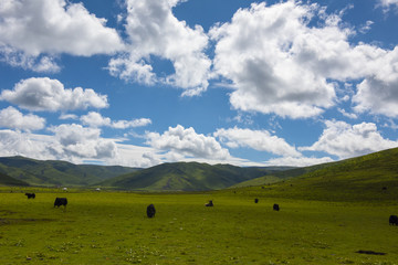 阿坝州若尔盖红原藏族大草原