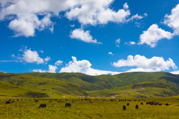 阿坝州若尔盖红原藏族大草原