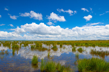阿坝州若尔盖大草原花湖湿地公园