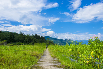 乡间小路