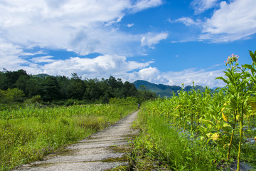 田间小路