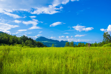 稻田