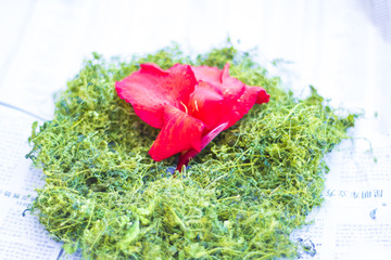 绿茶和红花