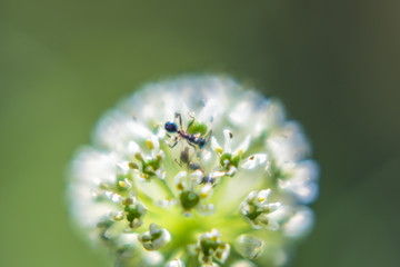 一团白花
