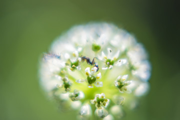 一团白花