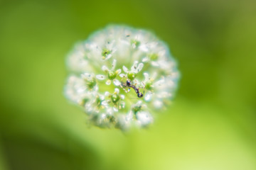 一团白花