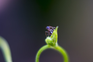 嫩芽和蚂蚁