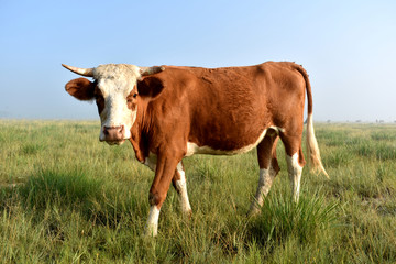 草原母牛