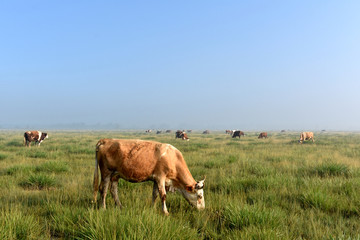 牧场上吃草的母牛