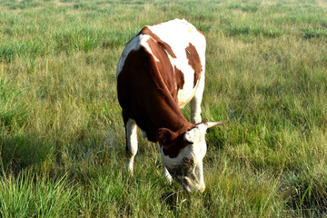 草场上的母牛
