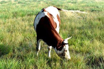 母牛吃草