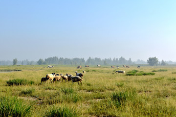 生态草原