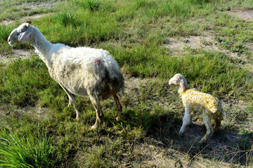 母羊和小羊