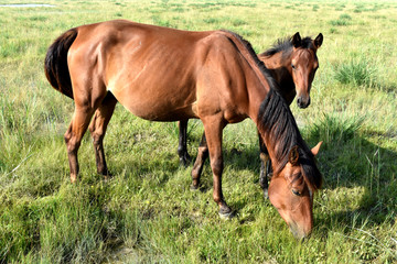 草原母马和马驹图片