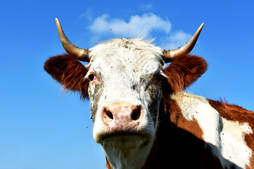 母牛高清摄影
