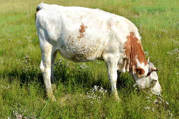草坪上吃草的母牛