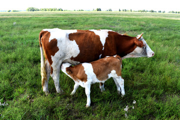 母牛牛犊背景素材