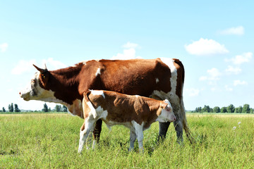 母牛和牛犊装饰画
