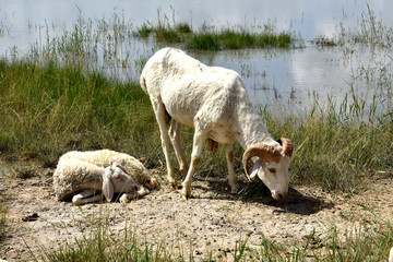 母羊图片