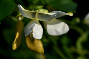 长豆角白色花