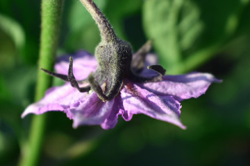 茄子紫色花
