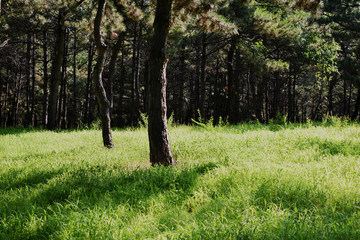 草坪草地背景素材