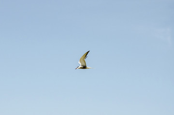 青海湖燕鸥