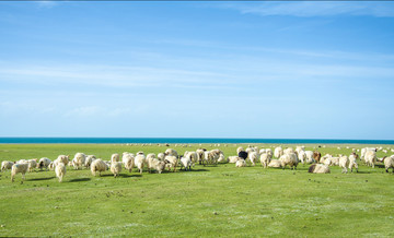 青海湖草原羊群