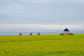 青海湖油菜花