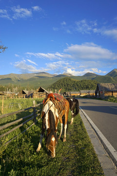 新疆白哈巴村的马