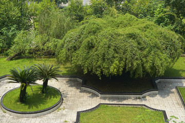 城市绿地花台铁树