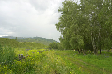 新疆白哈巴村牧场和林地风光