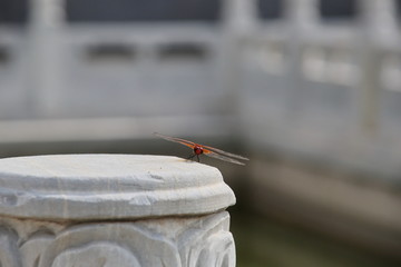 落在石柱上的红色小蜻蜓