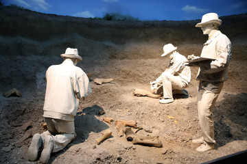 动物化石发掘现场