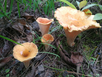 酸窝窝菌