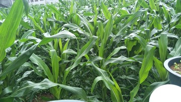 玉米农田