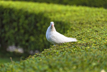 鸽子