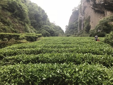 茶山